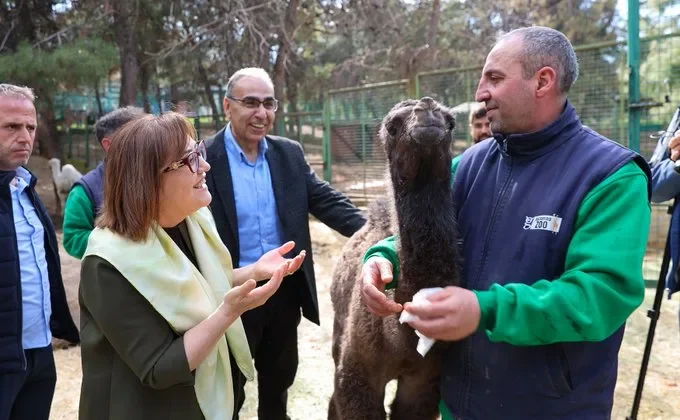 TÜRKİYE’DE DOĞAN İLK ZÜRAFA YAVRUSU, GAZİANTEP DOĞAL YAŞAM PARKI’NDA!
